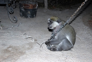 Kayseri'de maymun yakalama operasyon