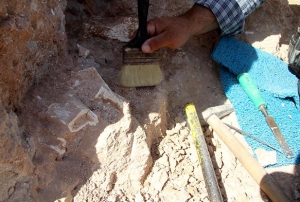 Kayseri'de 8 milyon yllk yeni fosiller bulundu
