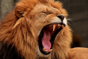 Barcelona'da 4 aslan koronavirse yakaland