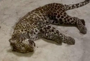 Safari parkndan 3 leopar kat