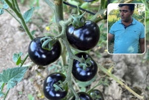 Siyah domates grenleri artyor!