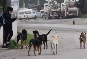 Belediyelere 'Sokak Hayvanları' Talimatı
