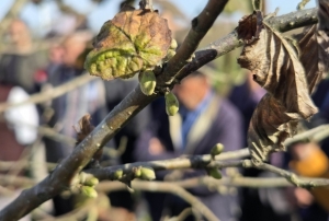 Fındık verimini artırmanın püf noktaları