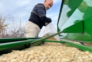 12 bin yıllık siyez toprakla buluştu