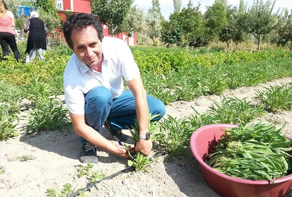 Talas'ta ekimi yaplan adaay hasat edildi