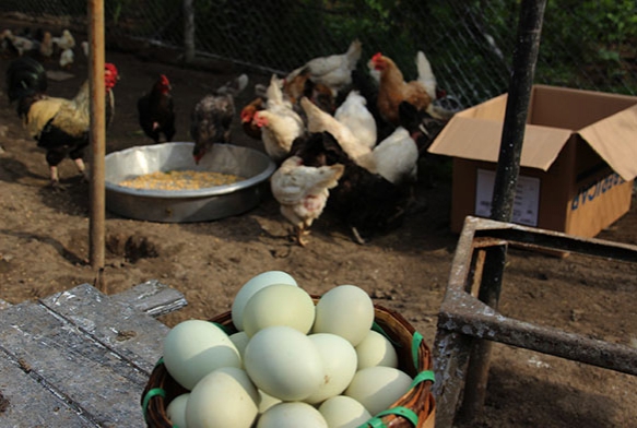 Yumurta ihracat ilk on ayda yzde 18 artt