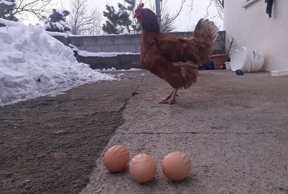 Bu tavuk 'Allah' yazan yumurtalar yumurtluyor