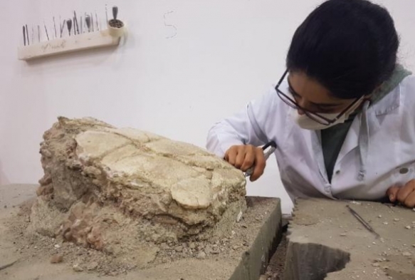 Kayseri'de kaplumbaa fosili, sergiye hazrlanyor