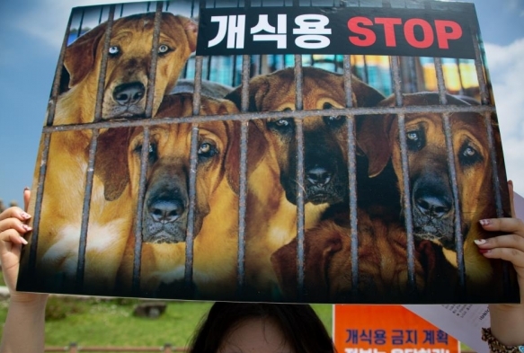 Gney Korede kpek eti tketimi yasaklanabilir