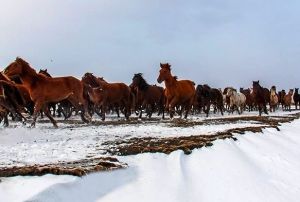 Ylk atlar a kalnca kye kadar indi