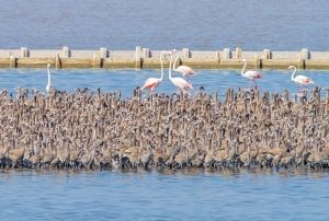 Trkiye'de bir ilk: Flamingolar iin suni ada yapld