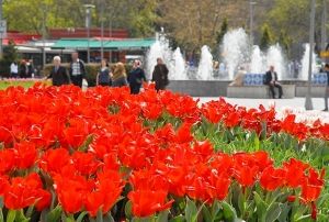 Kayseri'de lale zaman
