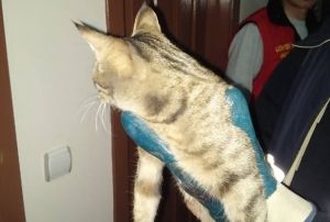 Havalandrma boluuna skan kedi kurtarld