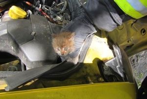 Ara motoruna skan kedi kurtarld