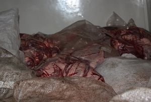 2 bin 700 kilo kaak et yakaland