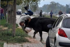 Melikgazi Belediyesinden Alo kurbanm kat telefon hatt