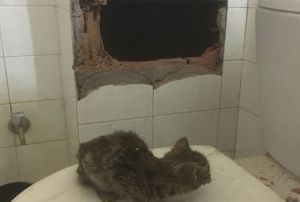 Havalandrma boluuna den kedi itfaiye ekiplerince kurtarld