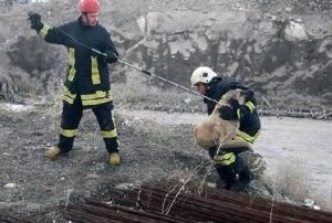 naat demirleri arasna skan kpek kurtarld