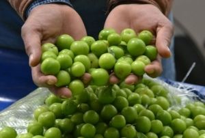 Eriin kilosu dudak uuklatyor
