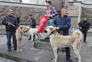 Hollandallara kangal kpekli gzda
