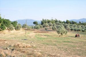  Traktr Kazas: 1 l
