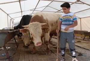 Kurban satclar hafta sonunu bekliyor