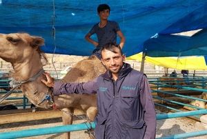 Kurban pazarna deve getirdi fakat bekledii ilgiyi gremedi