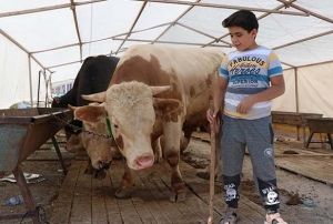 Kayseri, Nevehir ve Krehir'de 54 bin 786 hayvan kurban edildi