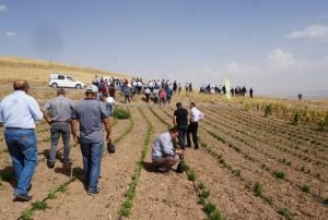 Tbbi ve Aromatik Bitki Bahelerinin Tantm Yapld