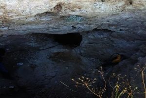zinsiz kaz yapan  kii yakaland