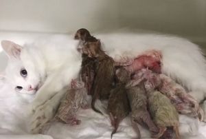  7 kedi yavrusu sezeryanla kurtarld