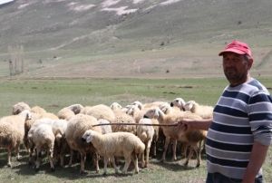 obanlar fiyat arttrnca, kendi srsne oban oldu