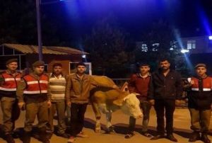 Hayvan hrszlar yakaland