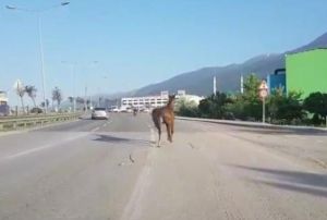 Trafikte tehlikeli grnt! pini koparnca...