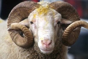 Kurbanda bunlar yapan yand! 58 bin TL cezas var
