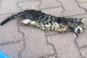 Yavru kedi ayaklar kesilerek ldrld