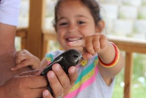 Yerde nadir grlen kulardan biri olan Ebabil kuu Erzurumda bulundu