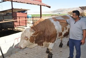 1 ton 700 kilo arlndaki kurbanlk danay 40 bin TL'ye satyor