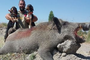 250 kiloluk yaban domuzunu avlad