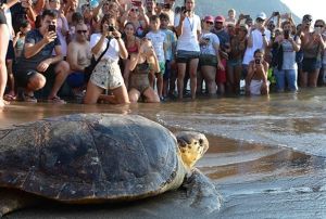 Tedavisi tamamlanan caretta carettalar denizle bulutu