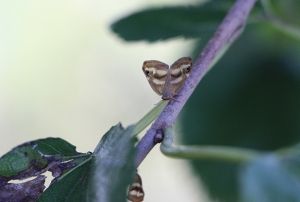 Vampir kelebeinin biyolojik silah olabilecei iddias