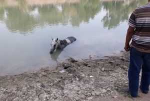 Nehre den at itfaiye ekipleri kurtard
