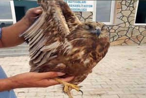 Kzl ahinin gzlerini diken kaak avclara byk ceza