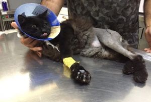 Ayaklar paralanan kedi lmden kurtarld