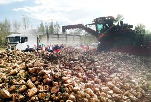 Turhal eker iftilerine Kayseri eker'den maus hizmeti