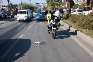 Kediye arpmamak iin 6 ara birbirine girdi