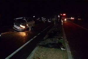 Otomobil srye dald: onlarca hayvan telef oldu