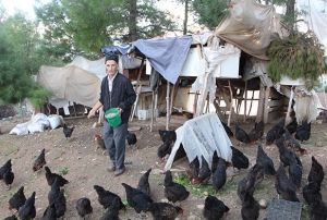 Son maa ile iftlik kurdu, koli koli yumurta topluyor