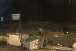 K uykusuna yatmayan a aylar vatandalara saldrd