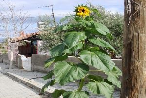 Kn ortasnda aan ayiei hayrete drd